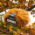 Chicago Herbst 19